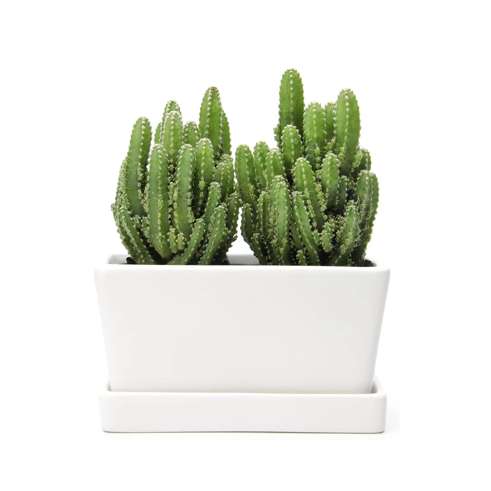 White Rectangular Ceramic Succulent Planter with Drainage Hole and Tray N54336