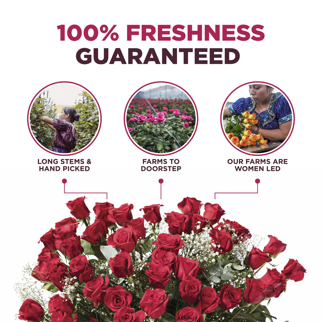 4 Dozen Fresh Cut Long Stem Roses Bouquet S228