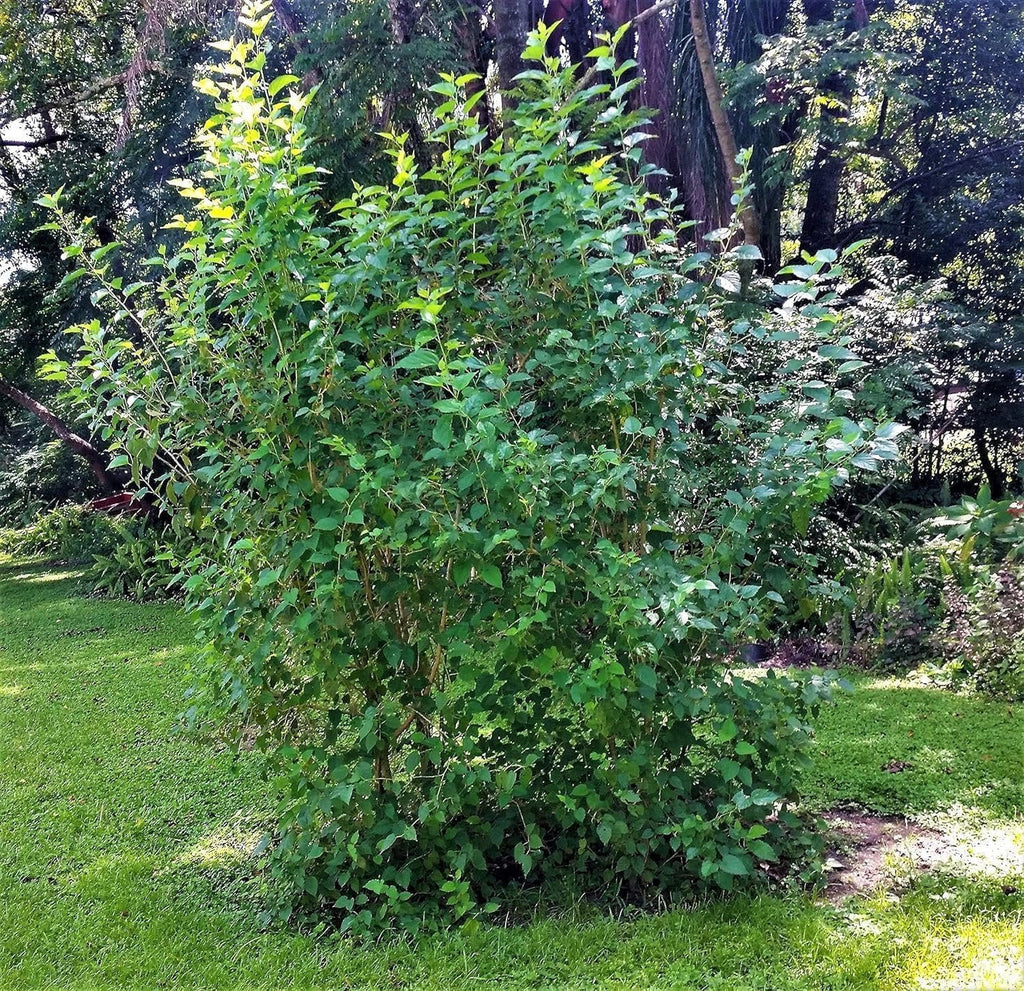 Dwarf Everbearing Mulberry Tree - 3 Live Starter Plants O836