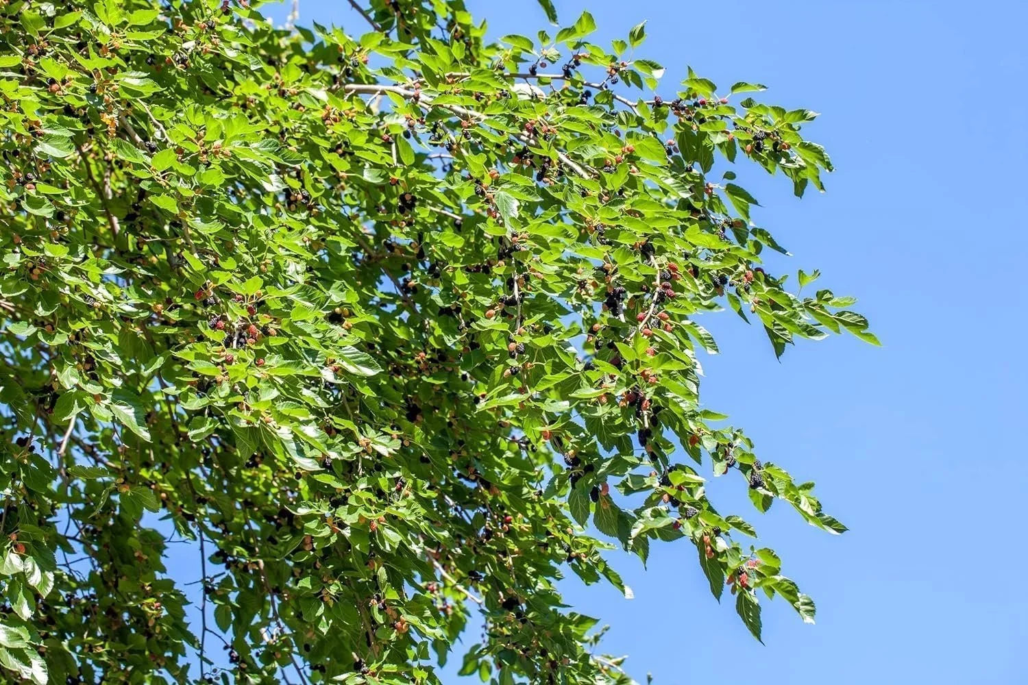 Dwarf Everbearing Mulberry Tree - 3 Live Starter Plants O836
