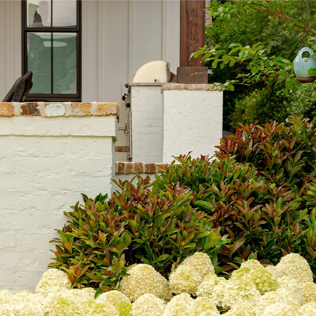 Viburnum Copper Top Live Shrub (2 Gallon) P873959