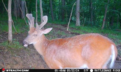 Hunting Cellular Trail Camera 36MP 1080P Video 360-Degree Panoramic View H633