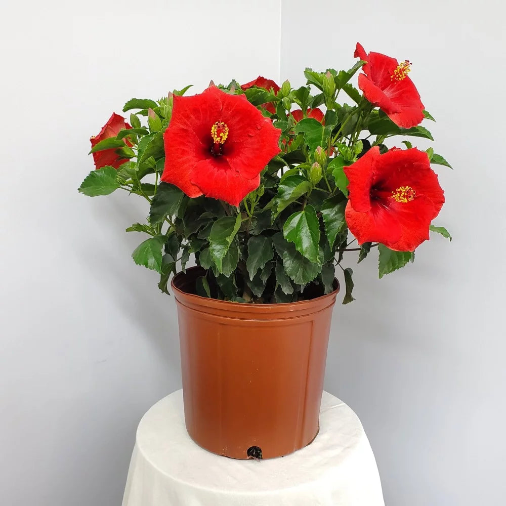 Red Hibiscus Bush Plant 22-26 Inch Outdoor Flowering A446687