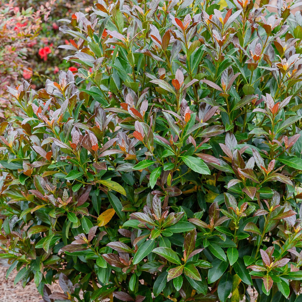 Viburnum Copper Top Live Shrub (2 Gallon) P873959