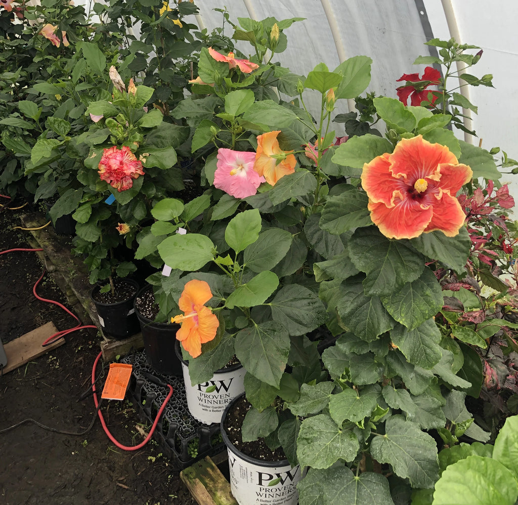 Tropical Hibiscus Live Plant 4" Pot H935