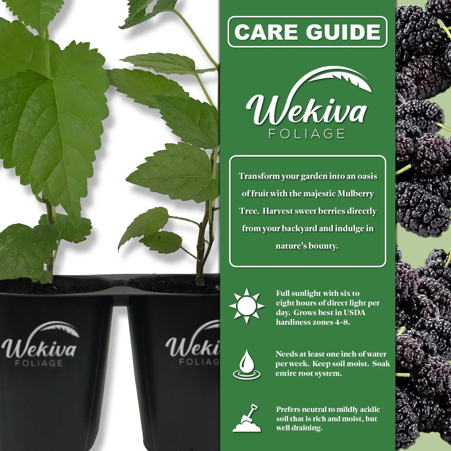 Dwarf Everbearing Mulberry Tree - 3 Live Starter Plants O836