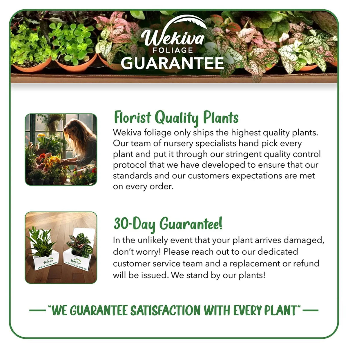 Dwarf Everbearing Mulberry Tree - 3 Live Starter Plants O836