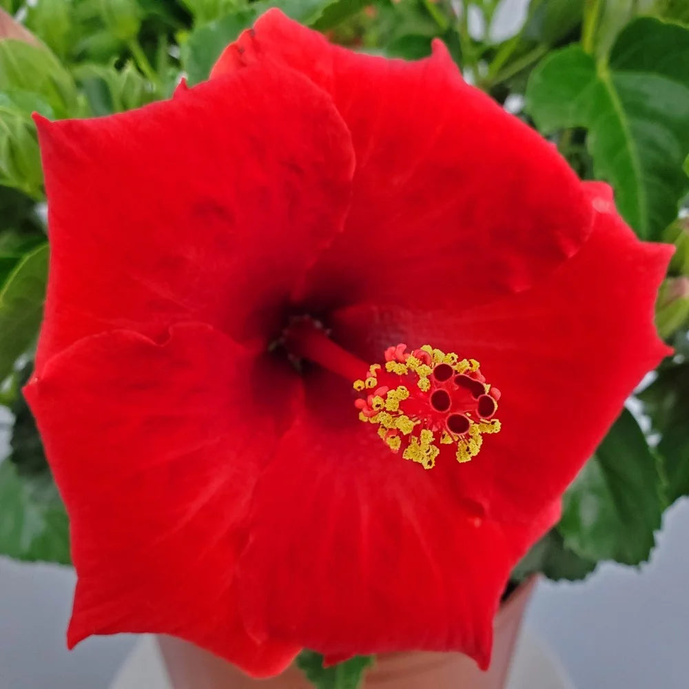 Red Hibiscus Bush Plant 22-26 Inch Outdoor Flowering A446687