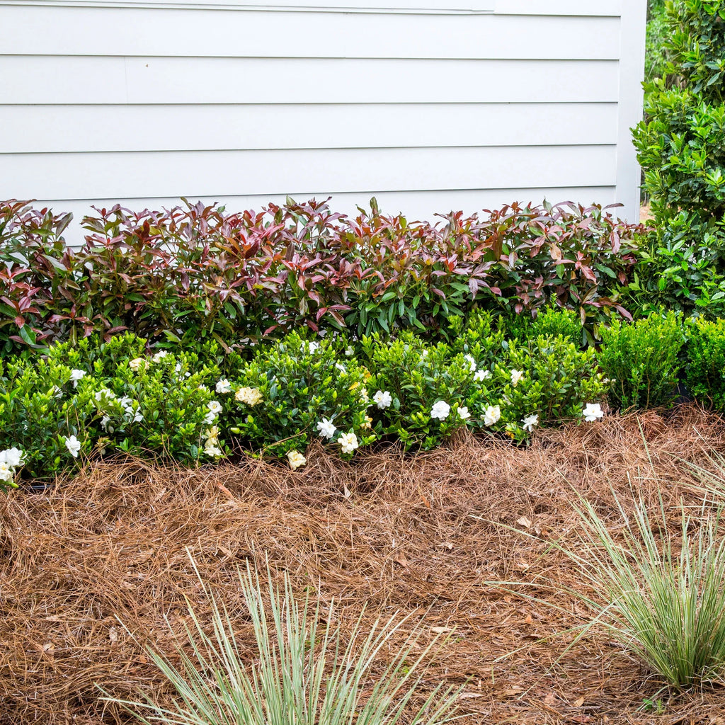 Viburnum Copper Top Live Shrub (2 Gallon) P873959