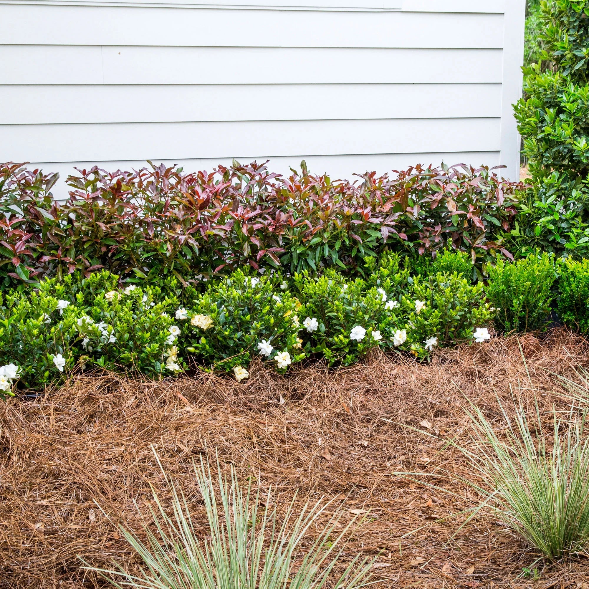 Viburnum Copper Top Live Shrub (2 Gallon) P873959