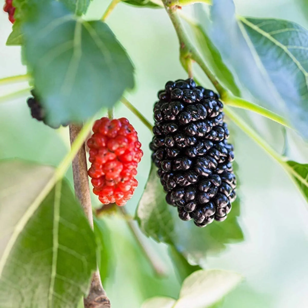 Dwarf Everbearing Mulberry Tree - 3 Live Starter Plants O836