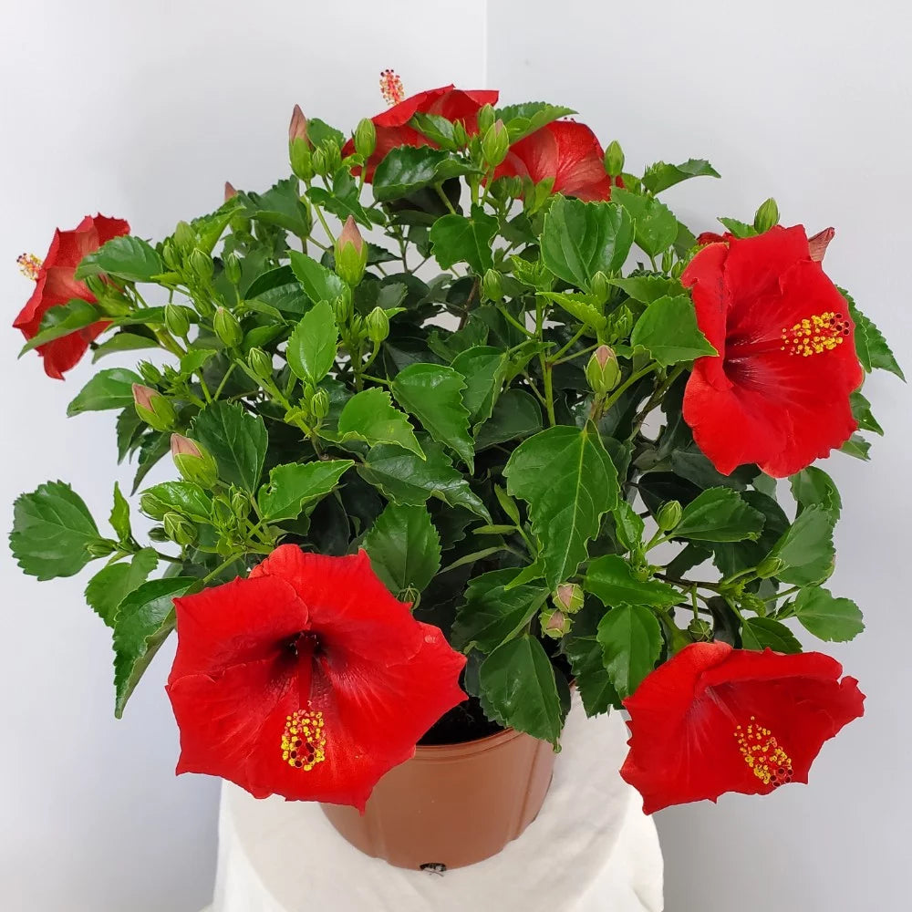 Red Hibiscus Bush Plant 22-26 Inch Outdoor Flowering A446687