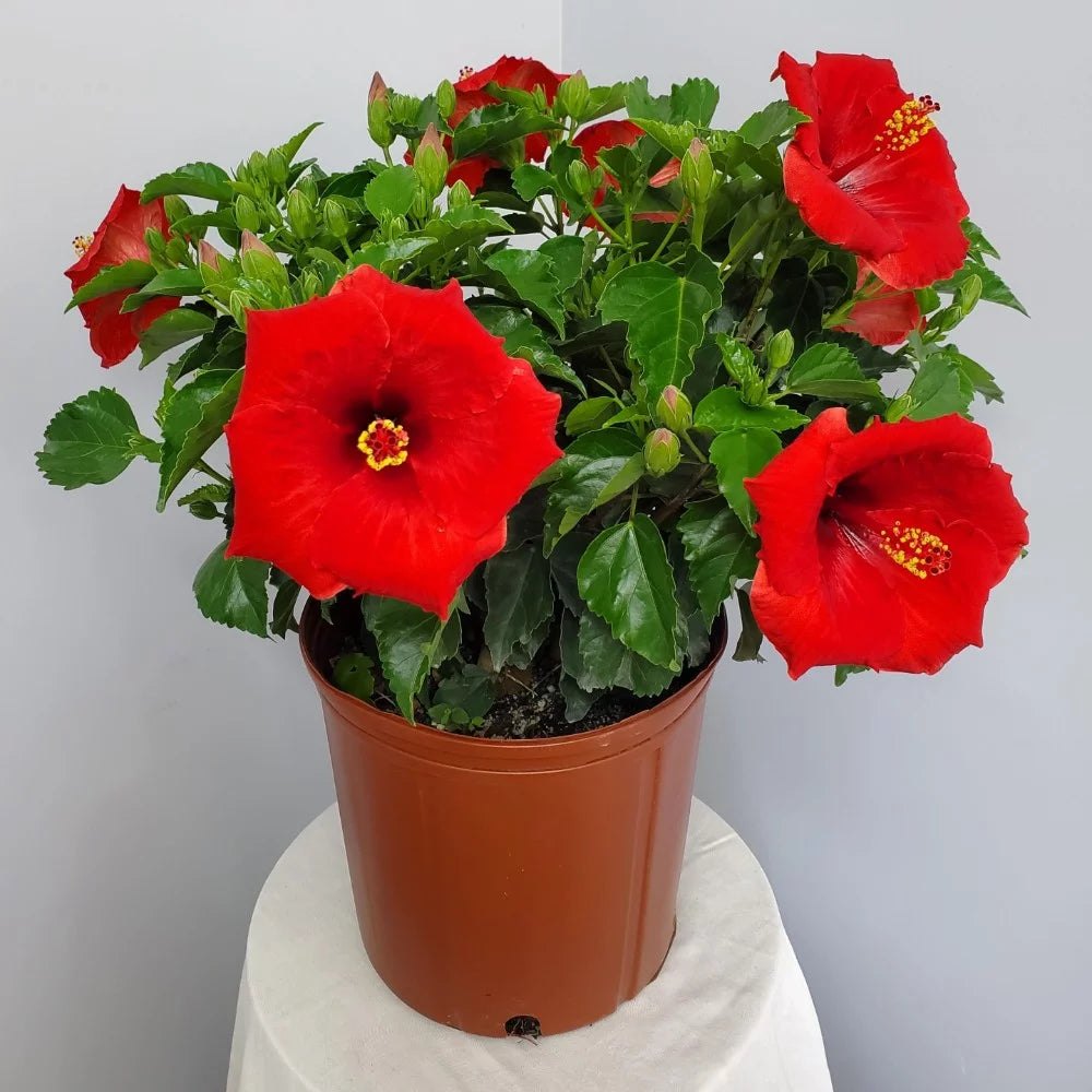 Red Hibiscus Bush Plant 22-26 Inch Outdoor Flowering A446687
