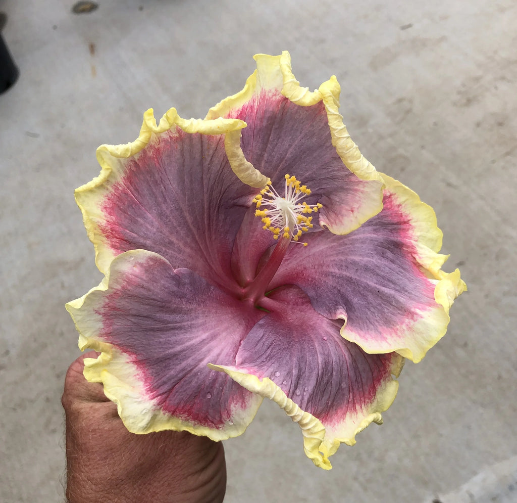 Tropical Hibiscus Live Plant 4" Pot H935