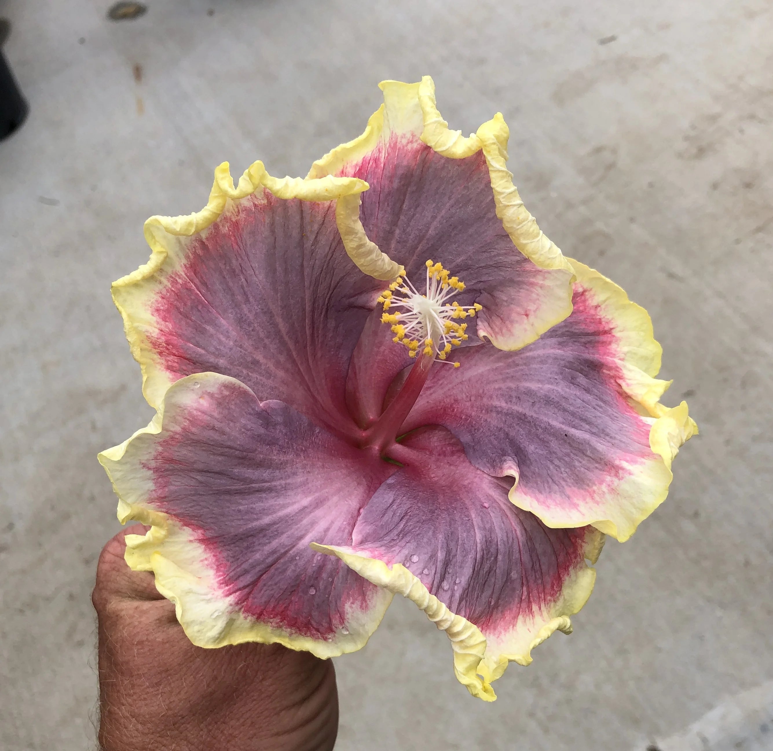 Tropical Hibiscus Live Plant 4" Pot H935