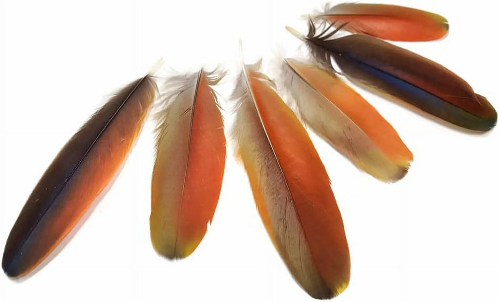 Natural Red Scarlet Macaw Feathers, 4 Pieces X60300