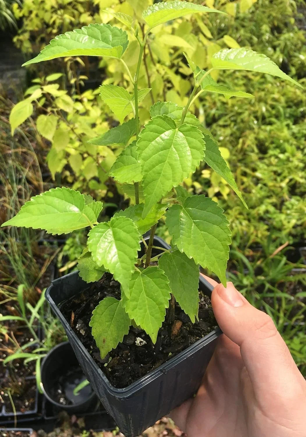 Dwarf Everbearing Mulberry Tree - 3 Live Starter Plants O836