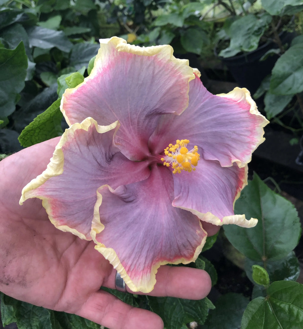 Tropical Hibiscus Live Plant 4" Pot H935