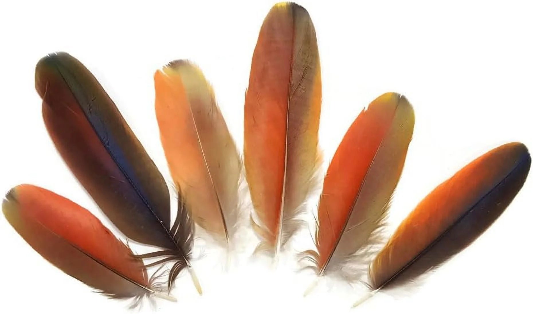 Natural Red Scarlet Macaw Feathers, 4 Pieces X60300