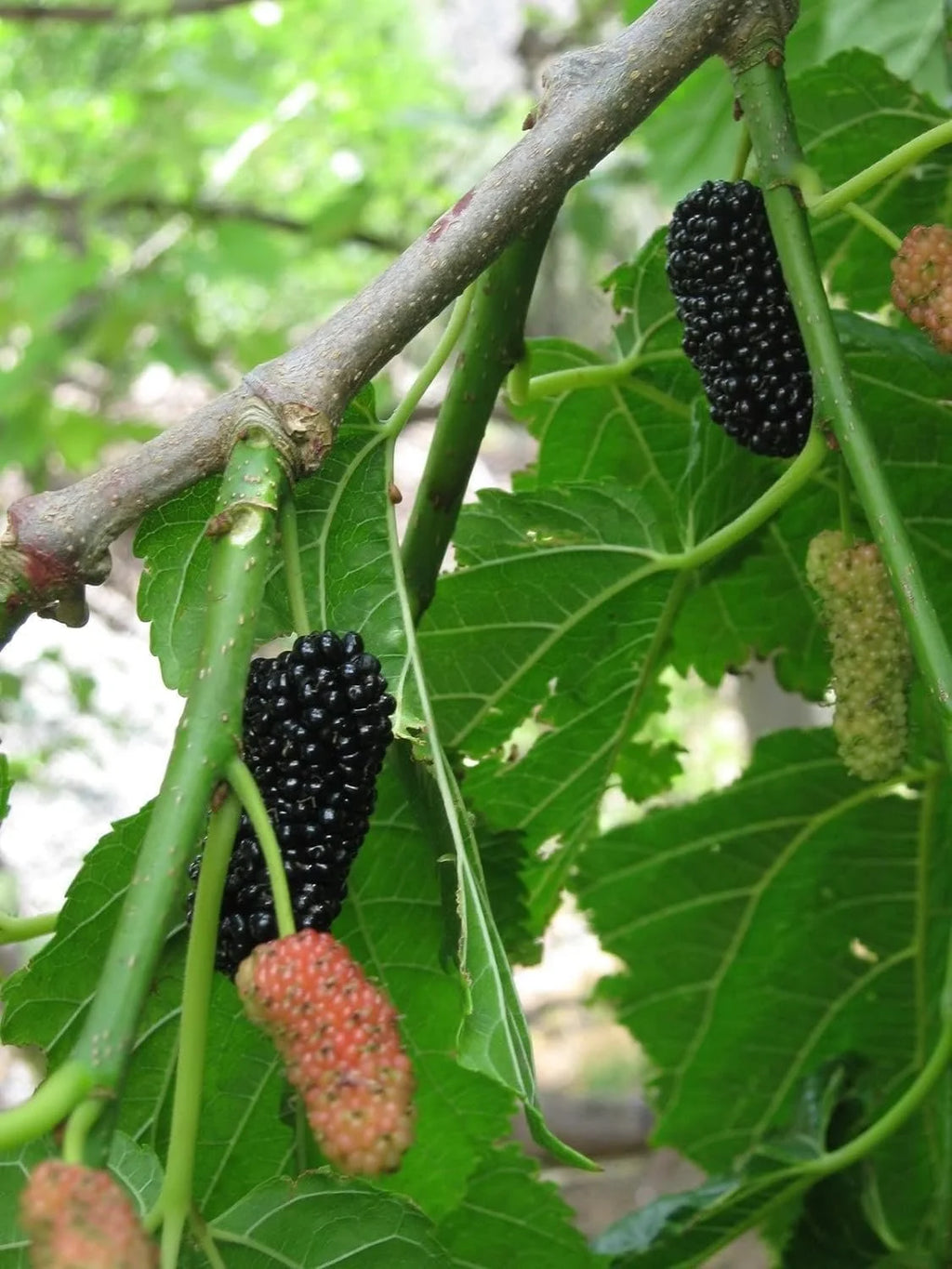 Dwarf Everbearing Mulberry Tree - 3 Live Starter Plants O836