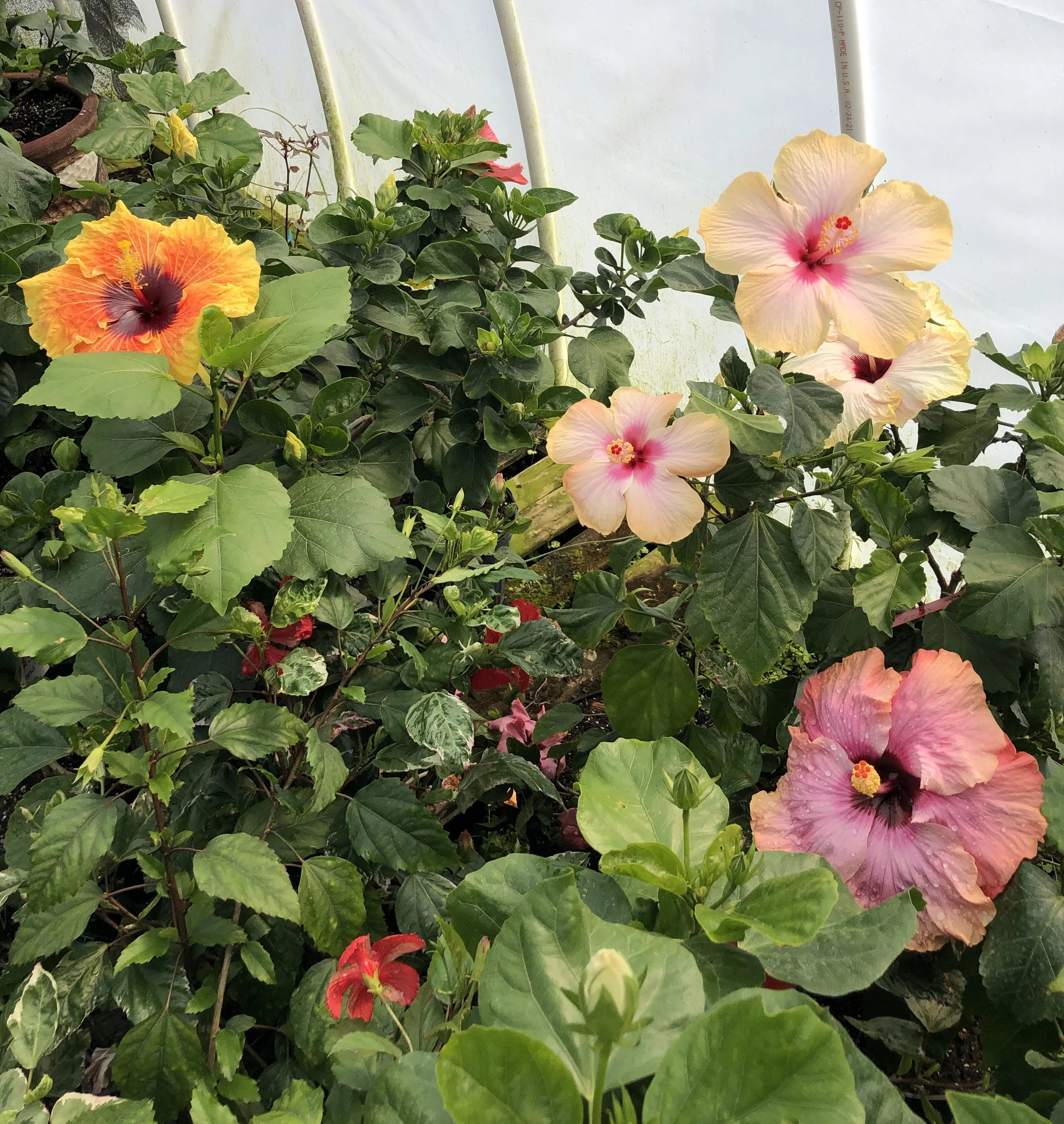 Tropical Hibiscus Live Plant in 4" Pot K901217
