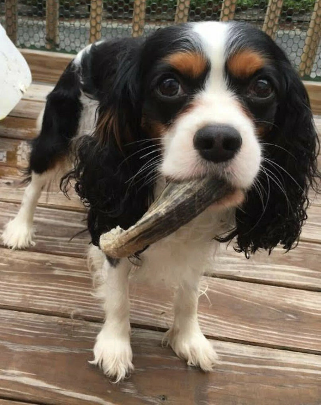 Lamb Horn Dog Chew, Assorted Sizes B91330