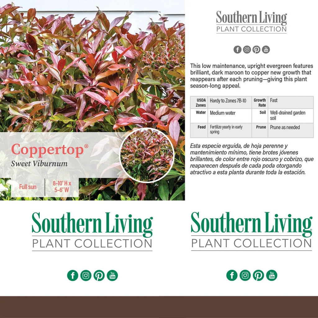 Viburnum Copper Top Live Shrub (2 Gallon) P873959