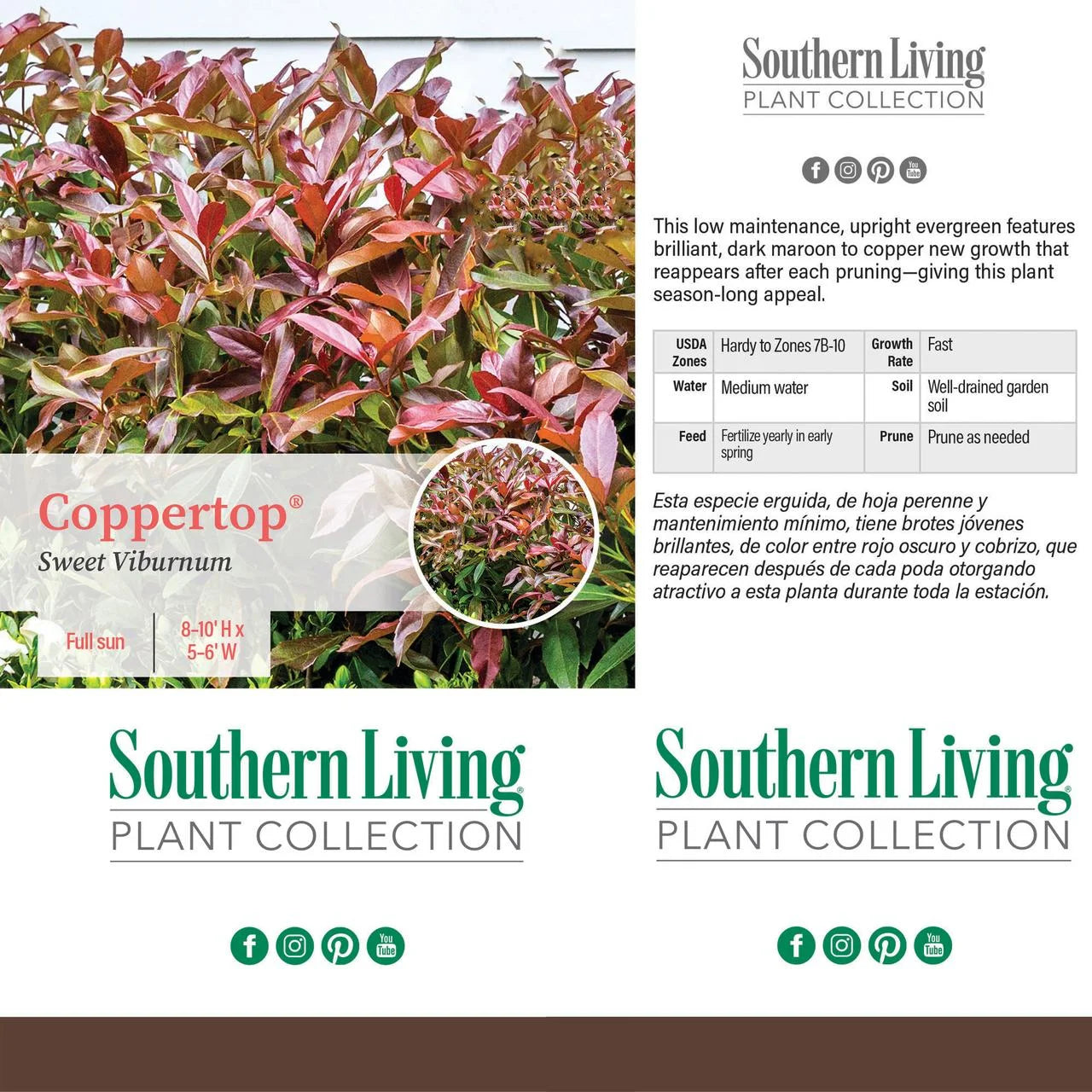 Viburnum Copper Top Live Shrub (2 Gallon) P873959